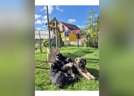 Unsere Fröhliche Bande sucht ein neues Zuhause