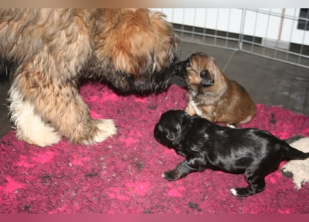 Kirsei-Kra Tibet Terrier Welpen ( VDH / ILT )