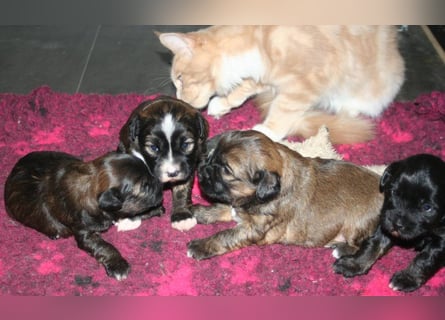 Kirsei-Kra Tibet Terrier Welpen ( VDH / ILT )