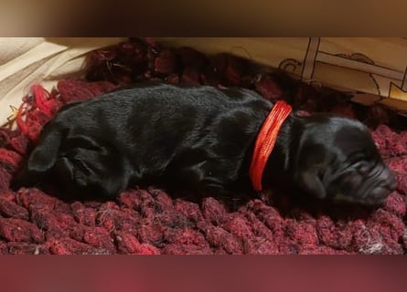 Kirsei-Kra Tibet Terrier Welpen ( VDH / ILT )