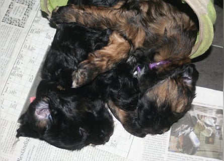 Kirsei-Kra Tibet Terrier Welpen ( VDH / ILT )