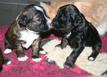 Kirsei-Kra Tibet Terrier Welpen ( VDH / ILT )