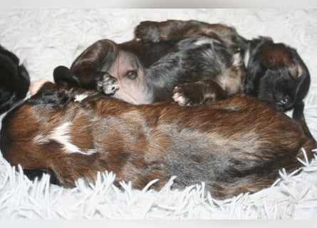 Kirsei-Kra Tibet Terrier Welpen ( VDH / ILT )