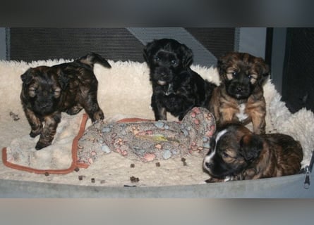 Kirsei-Kra Tibet Terrier Welpen ( VDH / ILT )