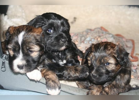 Kirsei-Kra Tibet Terrier Welpen ( VDH / ILT )