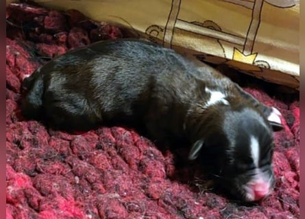 Kirsei-Kra Tibet Terrier Welpen ( VDH / ILT )