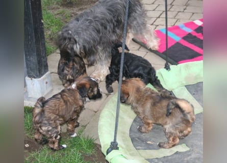 Kirsei-Kra Tibet Terrier Welpen ( VDH / ILT )