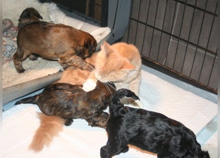 Kirsei-Kra Tibet Terrier Welpen ( VDH / ILT )