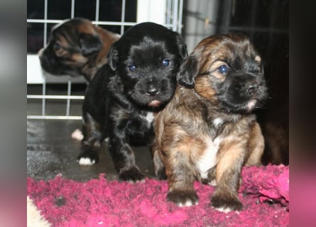 Kirsei-Kra Tibet Terrier Welpen ( VDH / ILT )