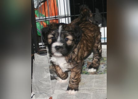 Kirsei-Kra Tibet Terrier Welpen ( VDH / ILT )