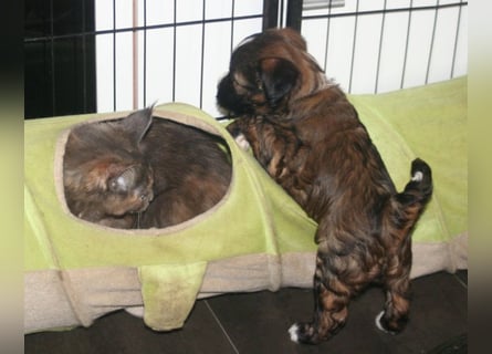 Kirsei-Kra Tibet Terrier Welpen ( VDH / ILT )