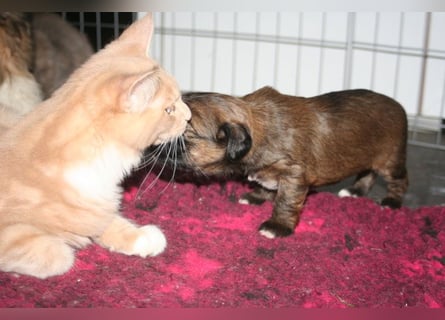 Kirsei-Kra Tibet Terrier Welpen ( VDH / ILT )