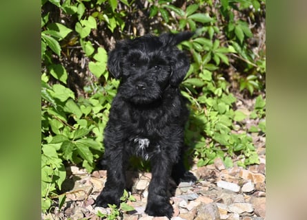 " wir dürfen ausziehen " bezaubernde Tibet Terrier Welpen aus liebervoller, kontrollierter Zucht..