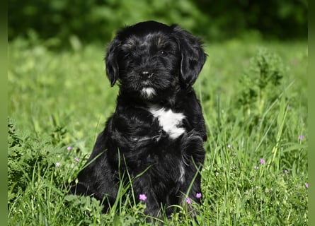 " wir dürfen ausziehen " bezaubernde Tibet Terrier Welpen aus liebervoller, kontrollierter Zucht..