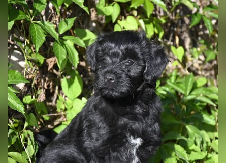 " wir dürfen ausziehen " bezaubernde Tibet Terrier Welpen aus liebervoller, kontrollierter Zucht..