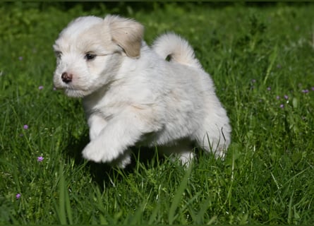 " wir dürfen ausziehen " bezaubernde Tibet Terrier Welpen aus liebervoller, kontrollierter Zucht..