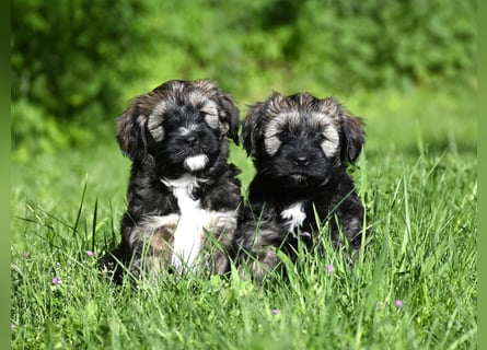 " wir dürfen ausziehen " bezaubernde Tibet Terrier Welpen aus liebervoller, kontrollierter Zucht..