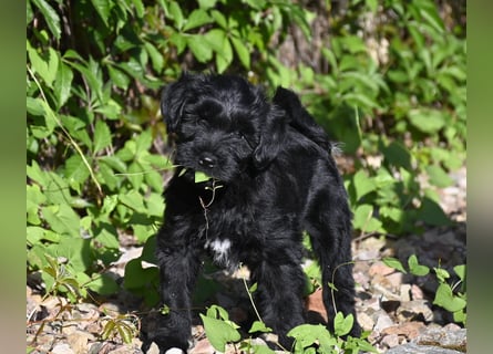 " wir dürfen ausziehen " bezaubernde Tibet Terrier Welpen aus liebervoller, kontrollierter Zucht..