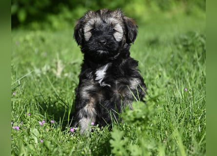 " wir dürfen ausziehen " bezaubernde Tibet Terrier Welpen aus liebervoller, kontrollierter Zucht..