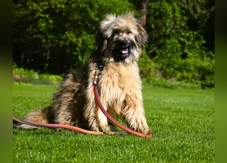 " wir dürfen ausziehen " bezaubernde Tibet Terrier Welpen aus liebervoller, kontrollierter Zucht..