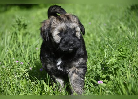 " wir dürfen ausziehen " bezaubernde Tibet Terrier Welpen aus liebervoller, kontrollierter Zucht..