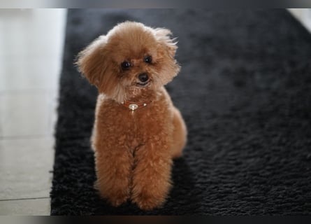 Charmante Toypudel Hündin (4 Jahre, Pudel) sucht liebevolles Zuhause