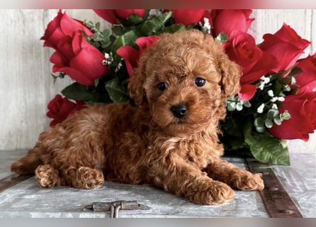Kleine Toypudel Welpen mit großem Herzen suchen ihre Menschen