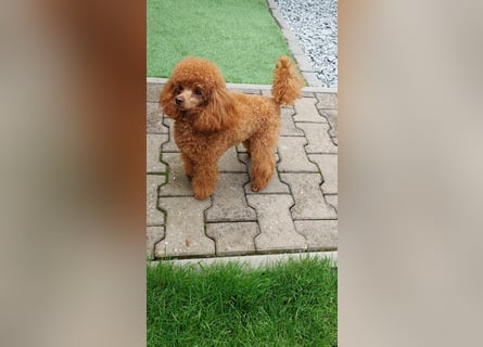 Toy-Pudel Rüde Deckrüde mit FCI  Papiere