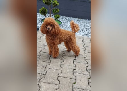 Toy-Pudel Rüde Deckrüde mit FCI  Papiere