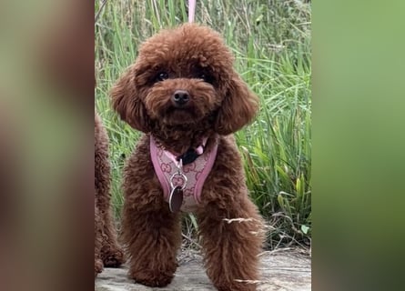 Toypudel Hündin aus asiatischerlinie