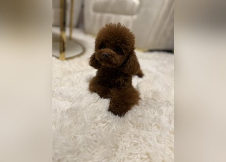 Toypudel Hündin aus asiatischerlinie