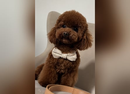 Toypudel Hündin aus asiatischerlinie