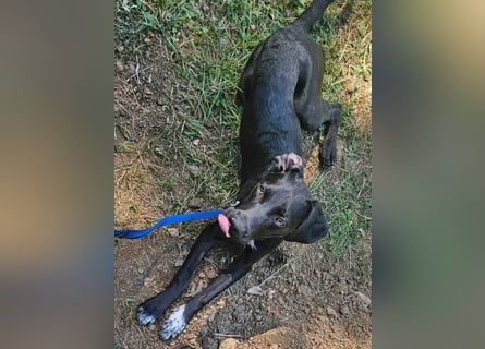 Anny & Nana vom Gnadenhof in den Bergen von Nordmazedonien