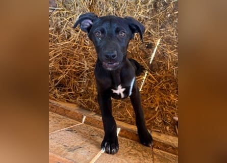 Anny & Nana vom Gnadenhof in den Bergen von Nordmazedonien