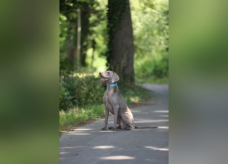 Deckrüde mit frischem Blut und vielen Untersuchungen