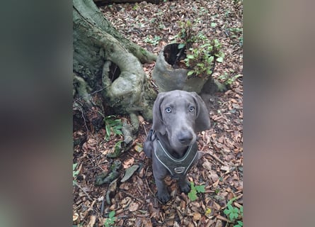 Bildschöner blauer Weimaraner