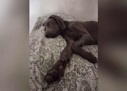 Bildschöner blauer Weimaraner