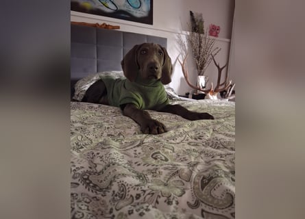 Bildschöner blauer Weimaraner