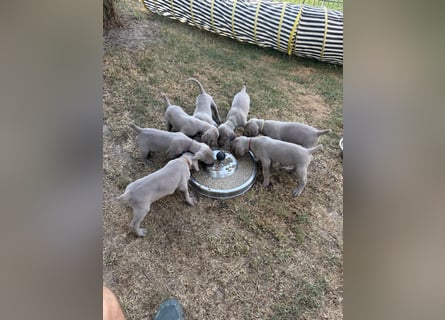 Weimaraner Welpen