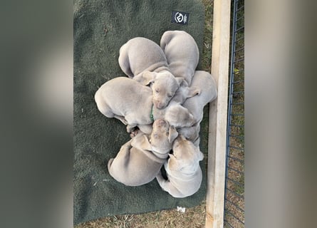 Weimaranerwelpen