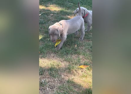 Weimaraner Welpen