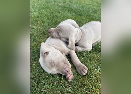 Weimaranerwelpen