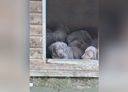 Weimaranerwelpen