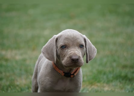 Weimaraner Welpen