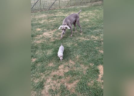 Weimaraner Welpen
