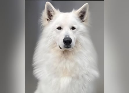 Weißer Schweizer Schäferhund FCI