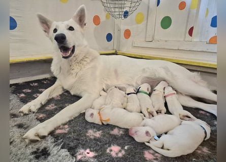Weißer Schweizer Schäferhund FCI