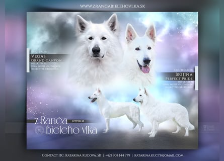 Weißer Schweizer Schäferhund FCI