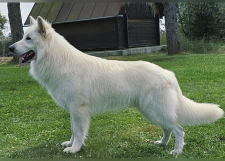 Weißer Schweizer Schäferhund FCI