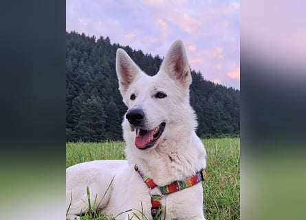 Weißer Schweizer Schäferhund FCI